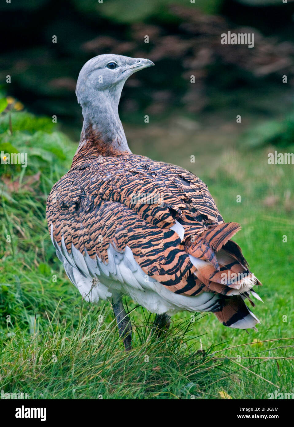 Grande (Bustard otis tarda) Foto Stock