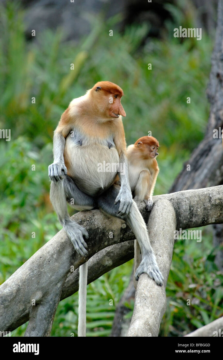 Coppia o due scimmie Proboscis (Nasalis larvatus) donna e giovane seduti su tronco o ramo, Labuk Bay Sanctuary, Sabah, Malesia, Borneo Foto Stock