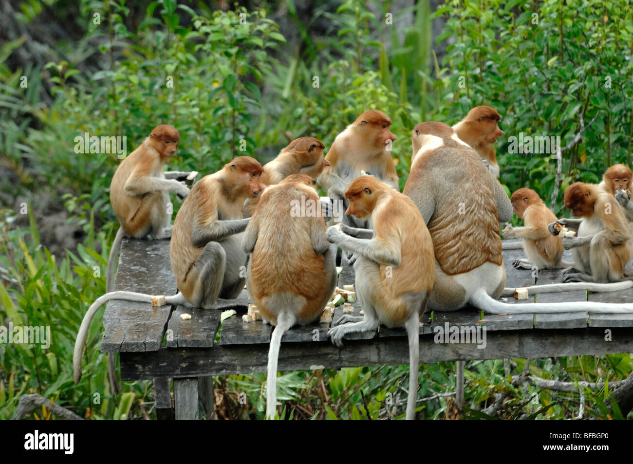 Gruppo o famiglia di proboscide scimmie (Nasalis larvatus) sulla piattaforma di alimentazione a Labuk Bay Santuario, Sabah, Malesia, Borneo Foto Stock