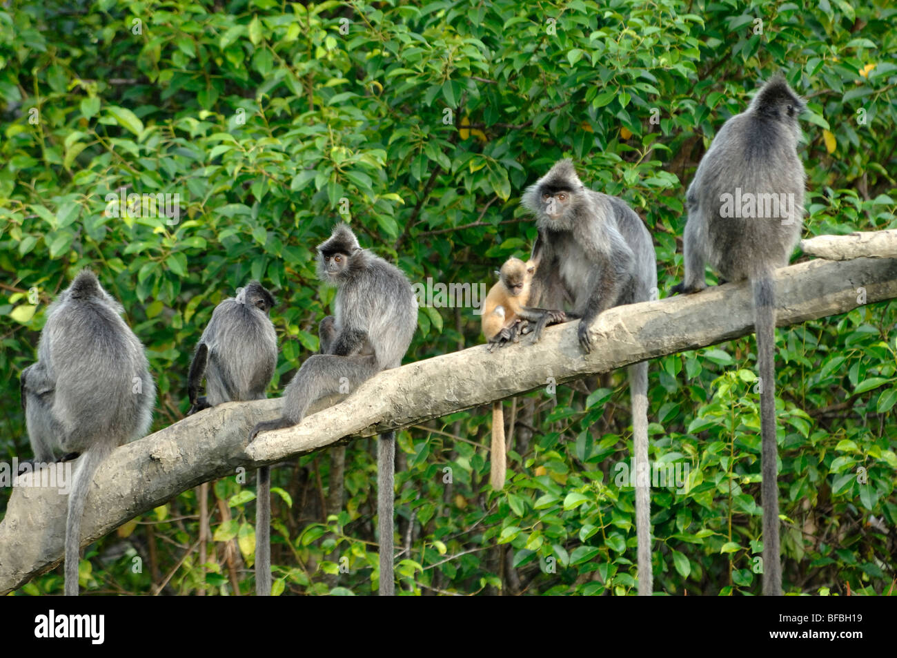 Gruppo familiare di scimmie di foglie argentate, languore argentato o Lutung argentato su ramo, con Baby, Labuk Bay, Sabah, Malesia, Borneo Foto Stock