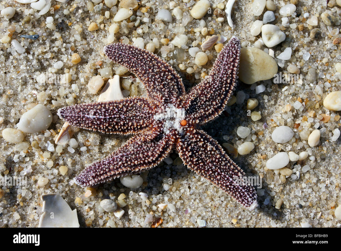 Mare del Nord a stella, Asterias vulgaris, intrecciato sulla spiaggia, Lavalette, New Jersey Foto Stock