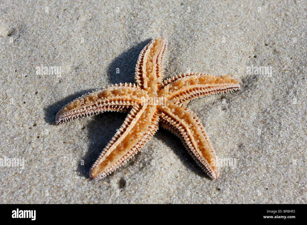 Mare del Nord a stella, Asterias vulgaris, intrecciato capovolto,sulla spiaggia, Lavalette, New Jersey Foto Stock