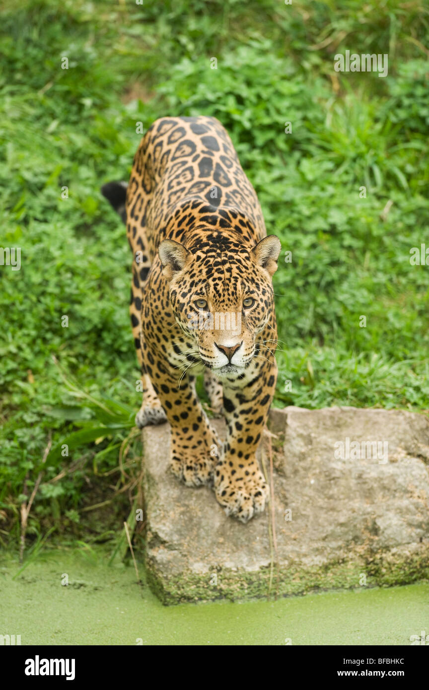 Jaguar (Panthera onca) America Centrale e America del Sud. Captive, lo Zoo di Chester, Regno Unito Foto Stock