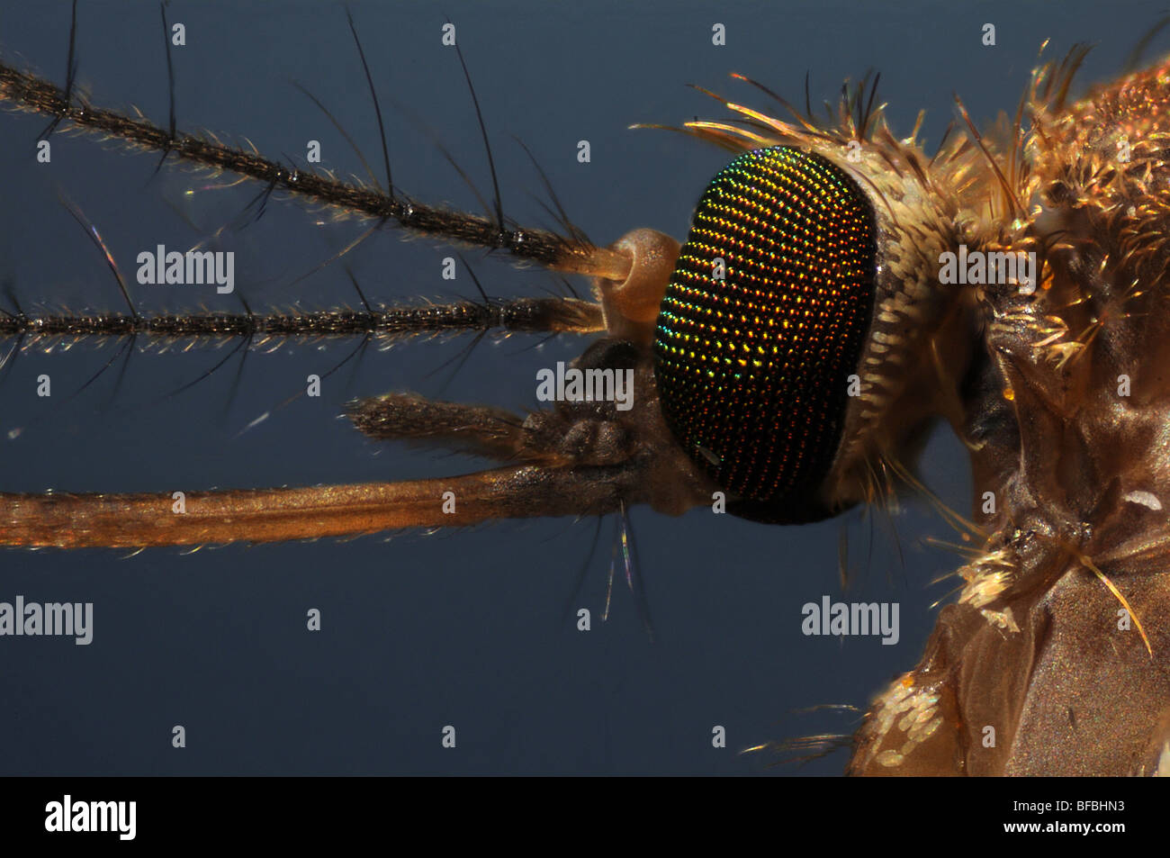 La testa di una zanzara Culex pipiens presa attraverso un microscopio Foto Stock
