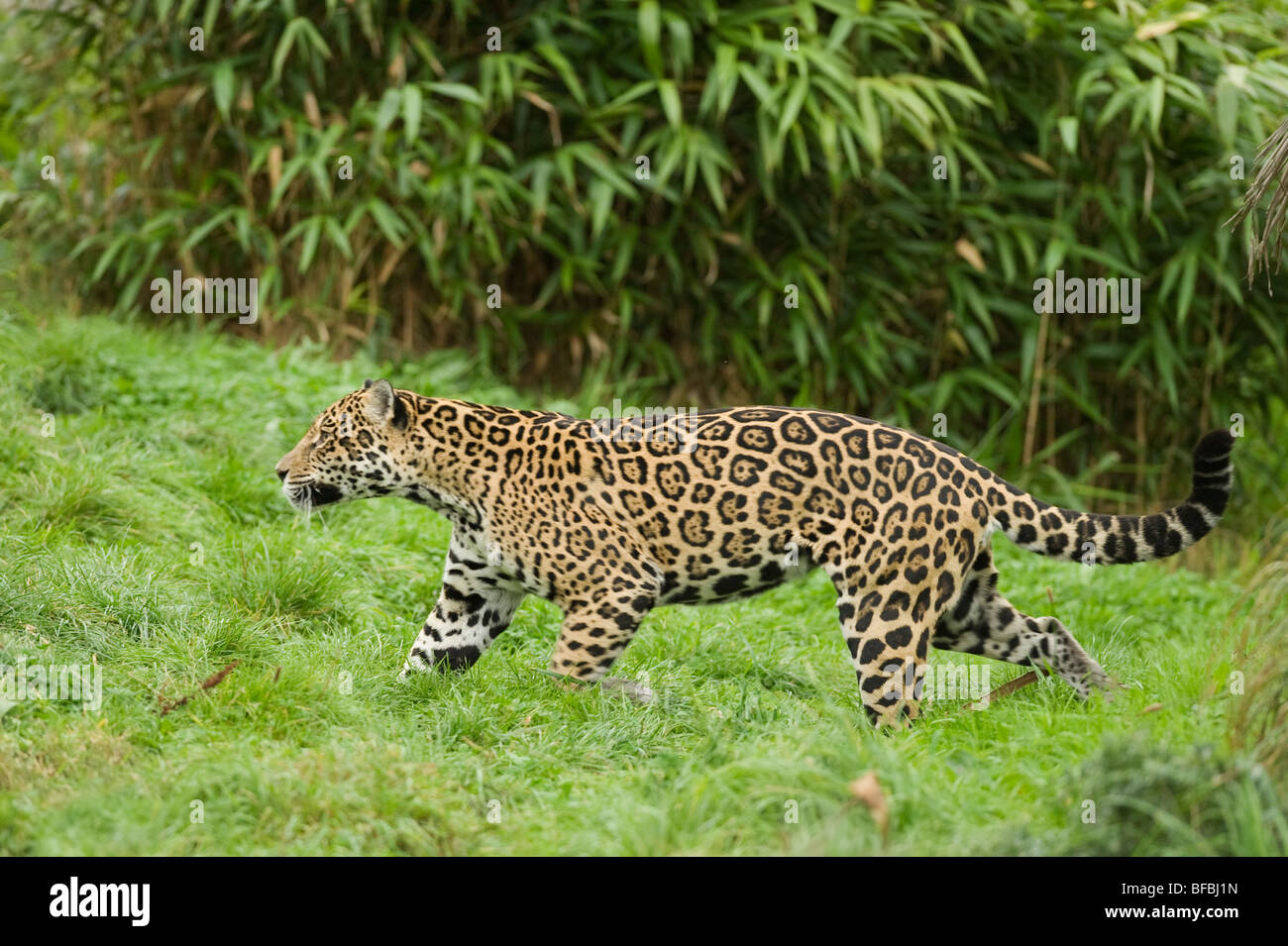 Jaguar (Panthera onca) America Centrale e America del Sud. Captive, lo Zoo di Chester, Regno Unito Foto Stock Jaguar (Panthera onca) America Centrale e America del Sud. Captive, lo Zoo di Chester, Regno Unito Foto Stock