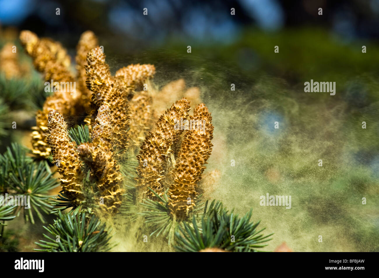 Delle conifere conifere la dispersione del polline dispers pino cono fir fircone fiorire fiore di fiore in fiore cono coni Polvere di CEDR Foto Stock