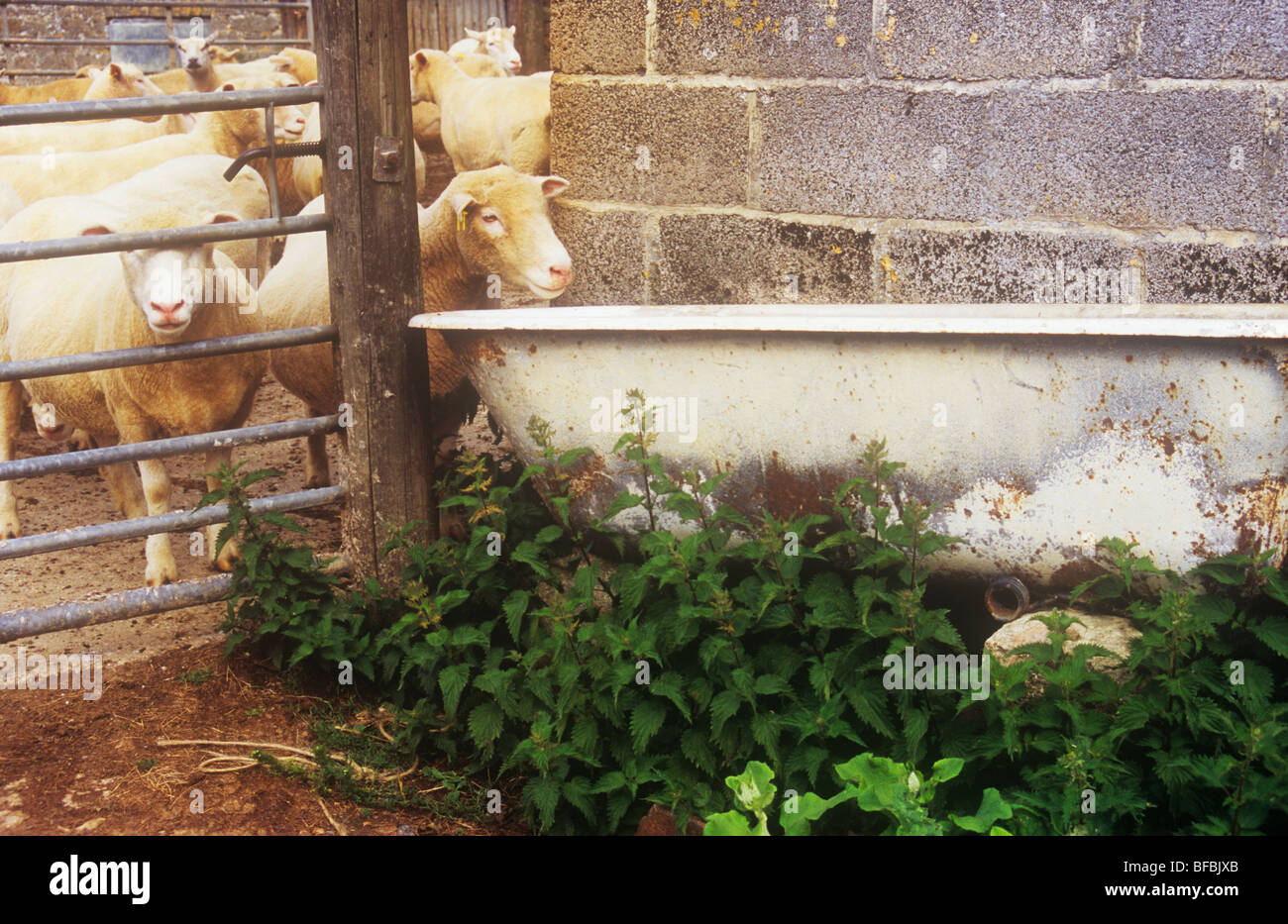 Recentemente una pecora tosata nel cortile di cemento da gate che consente di accedere al vecchio bagno di acqua potabile Foto Stock