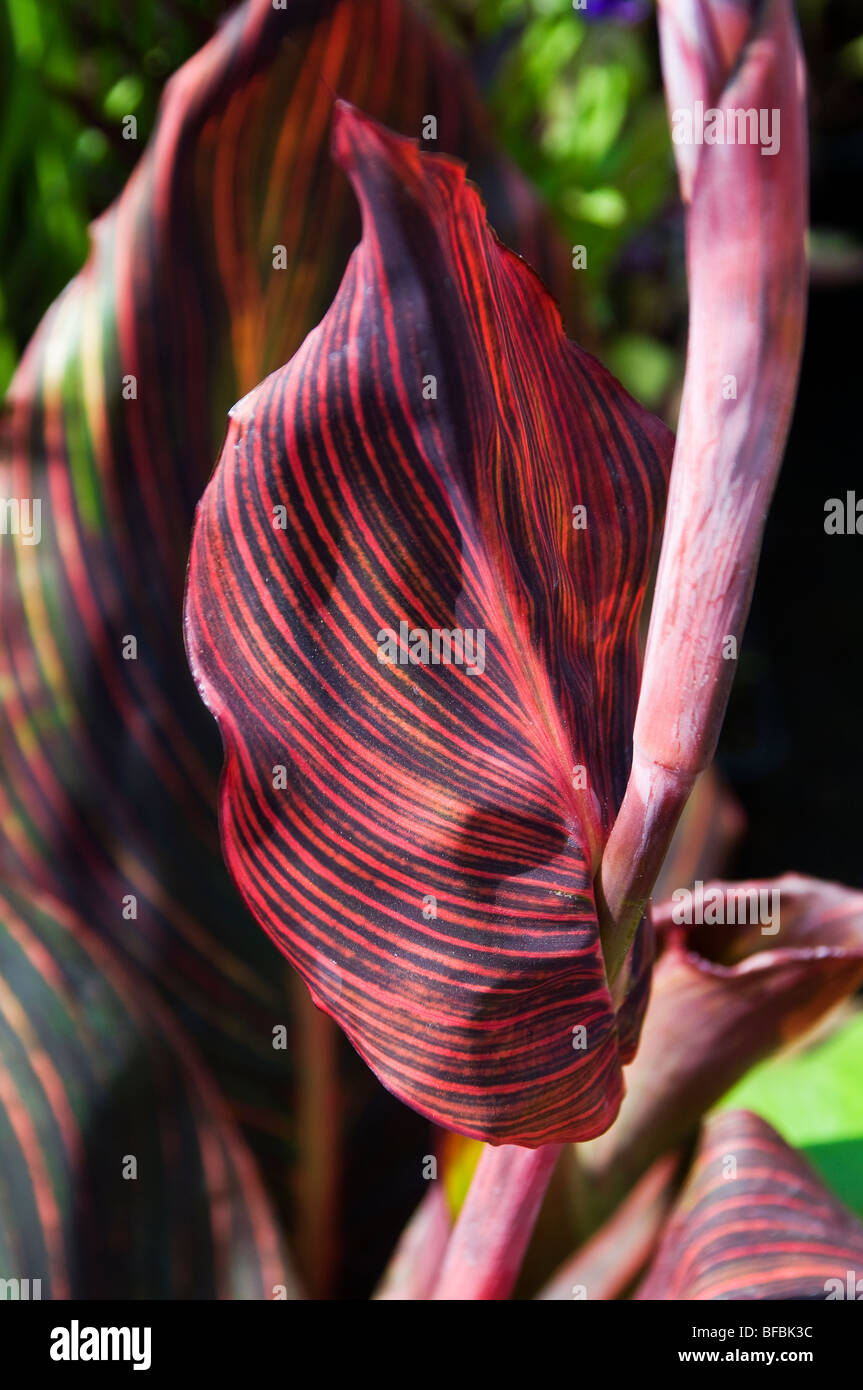 Foglie di canna close-up della RHS Tatton Park Foto Stock