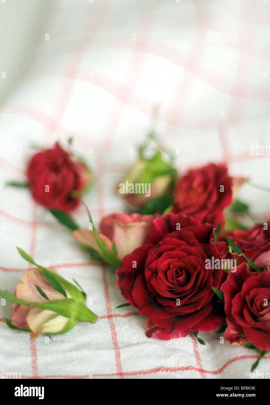 Rose rosse in cucina Foto Stock