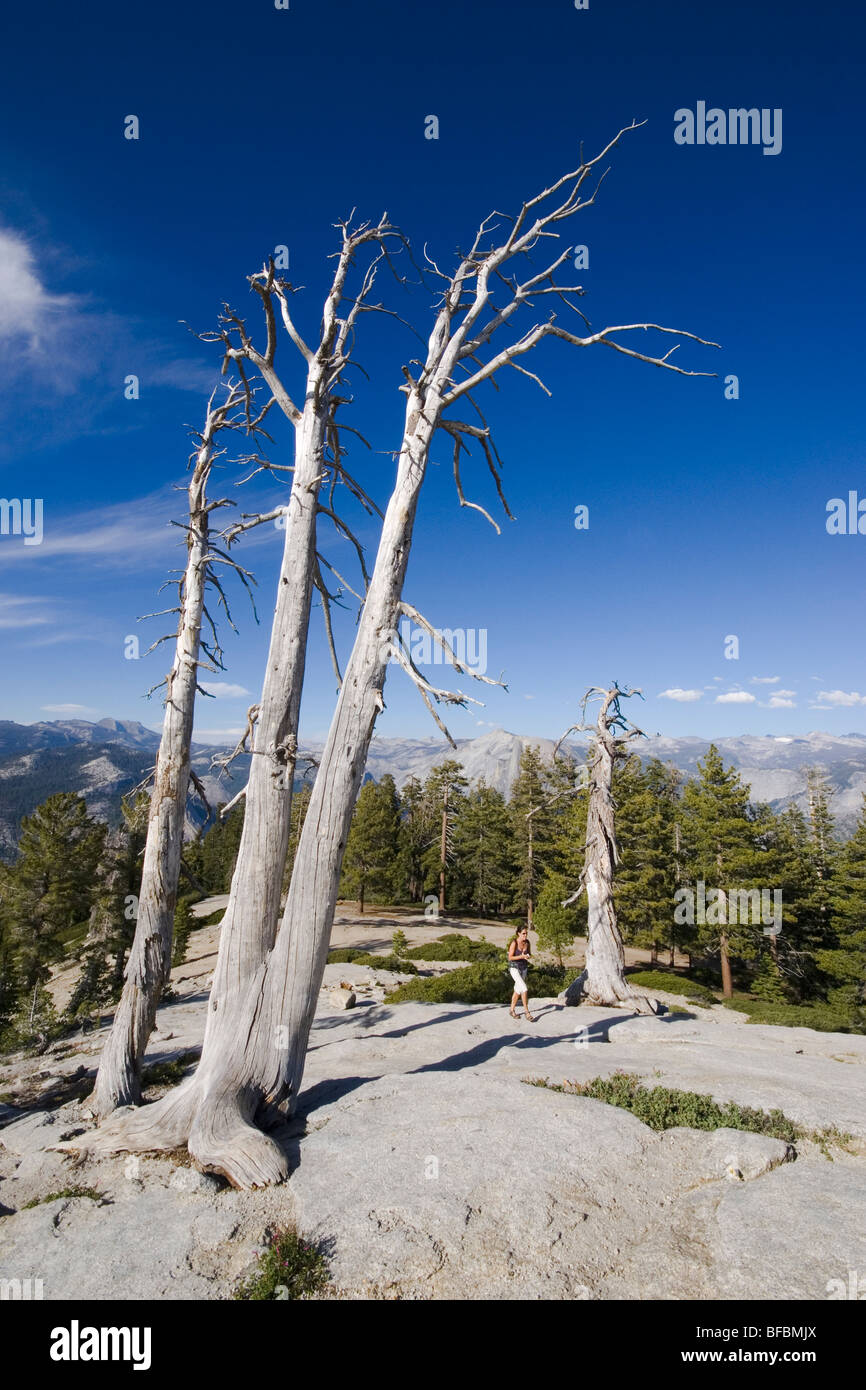 Una giovane donna cammina passato un paio di alberi morti sulla cupola Sentinel sentiero escursionistico nel Parco Nazionale di Yosemite in California, Stati Uniti d'America. Foto Stock