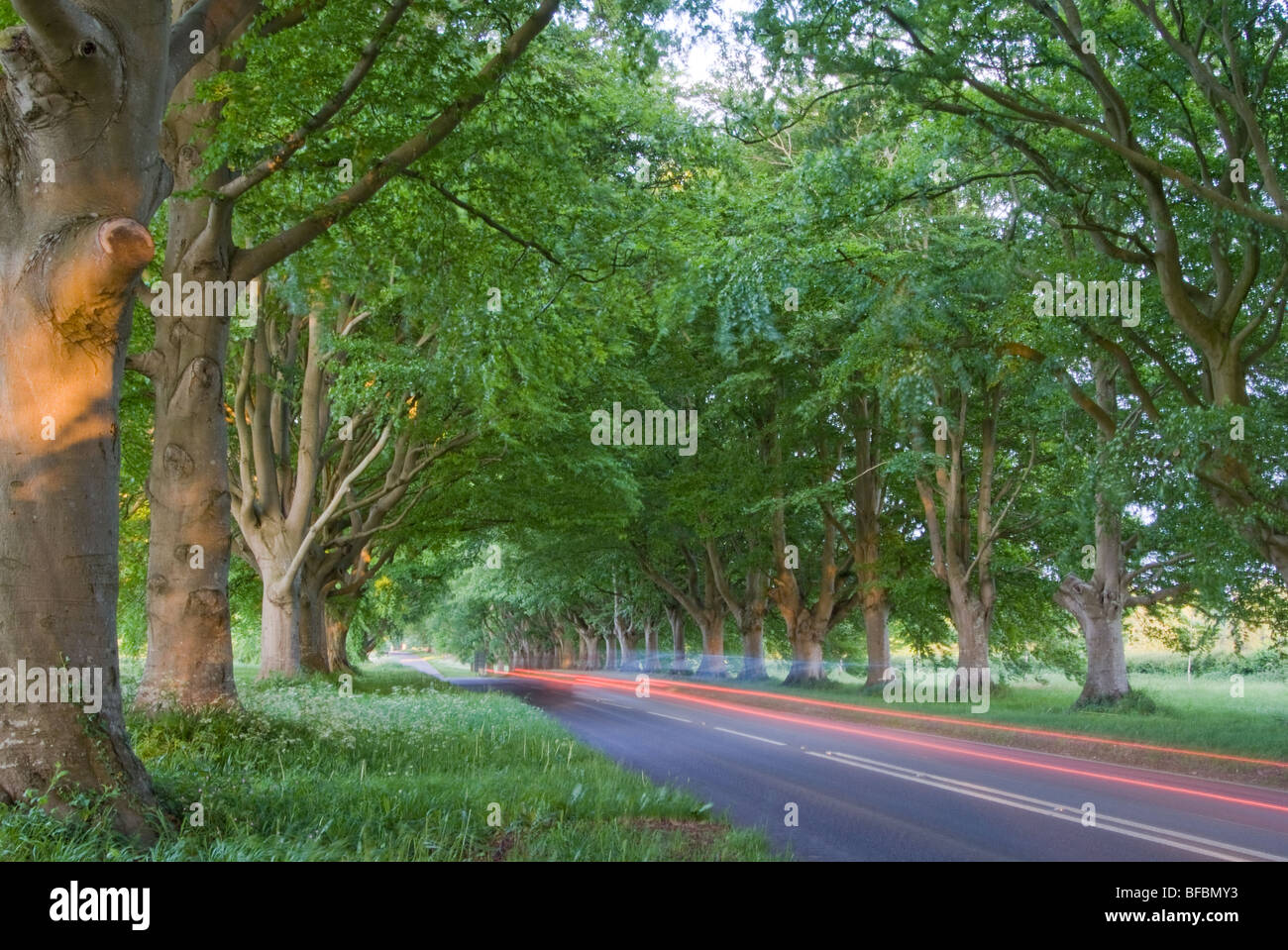 Questo viale di faggi la linea B3082 vicino Badbury anelli, e condurre a Kingston Lacey House. Wimborne, Dorset. Foto Stock