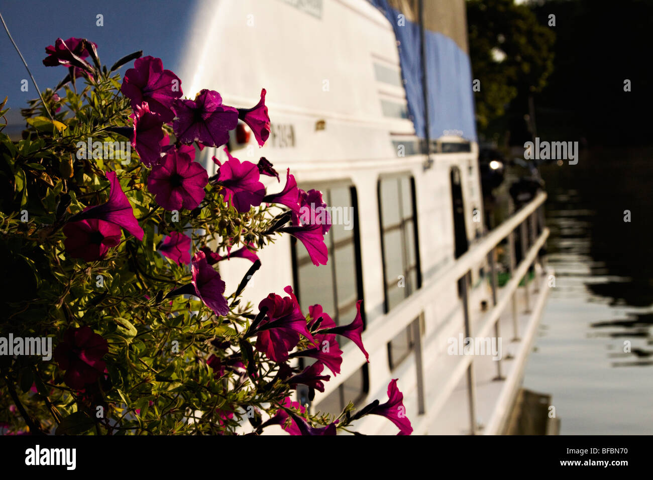 Fiori in una cesta appesa al lato di una barca casa. Foto Stock