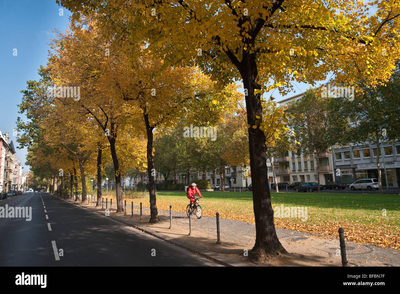 Collezione Autunno colori di foglie su una fila di alberi con ciclista passando sotto gli alberi Foto Stock