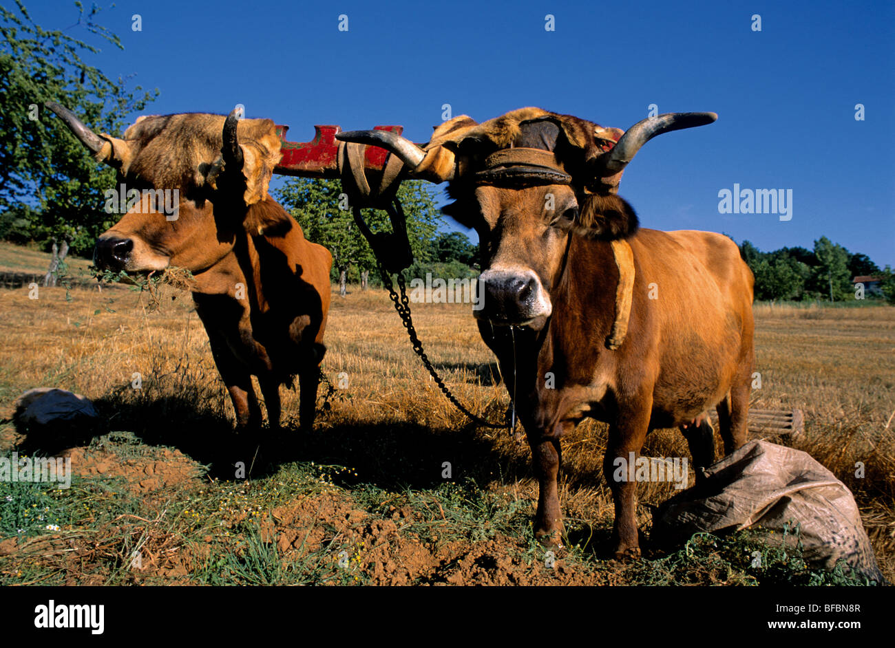 Il Portogallo, Tras-os-Montes: tipico Barrosa vacche nella campagna del Portogallo settentrionale Foto Stock