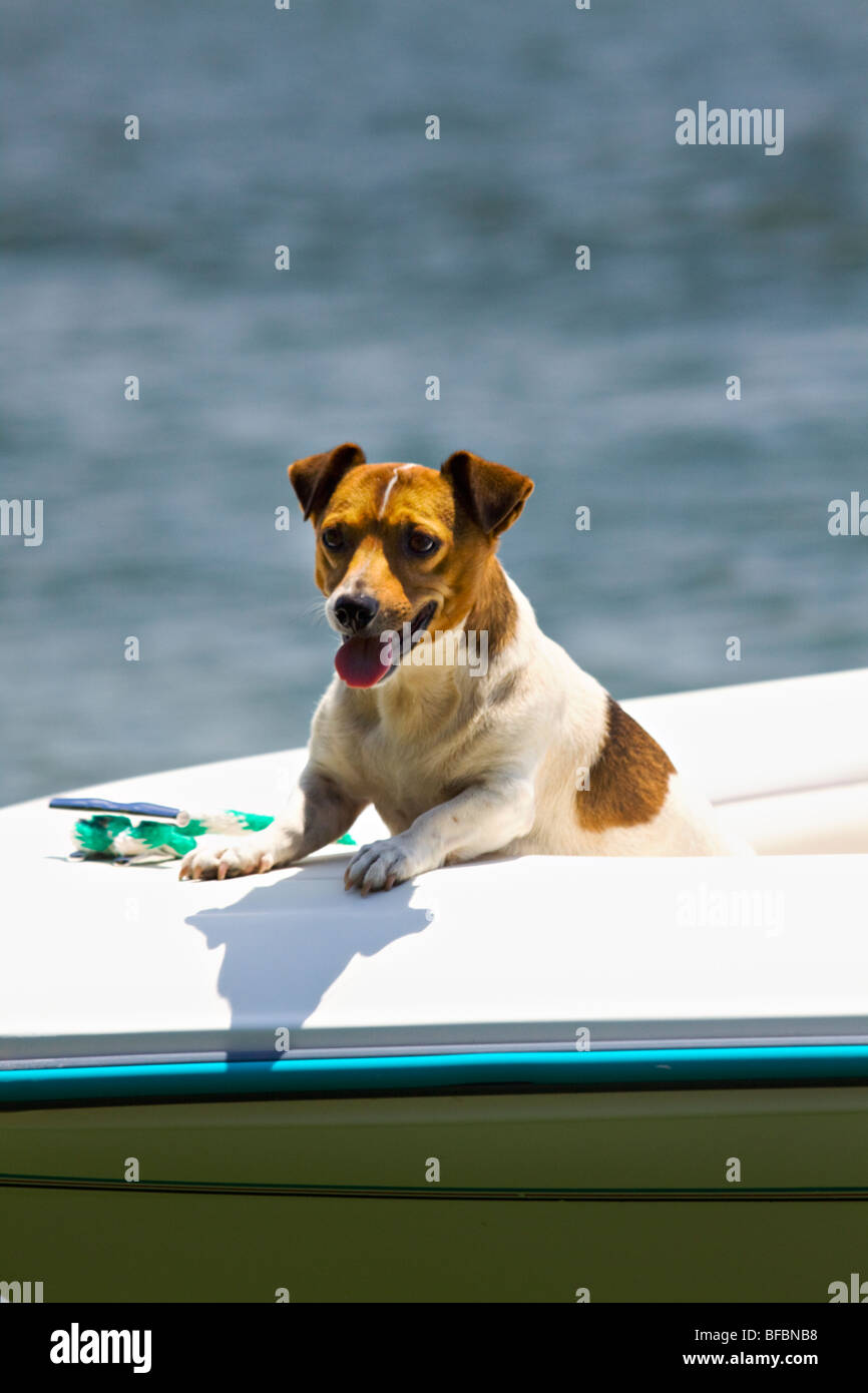 Un jack russell cane è in sella a prua di una barca di sci. Foto Stock