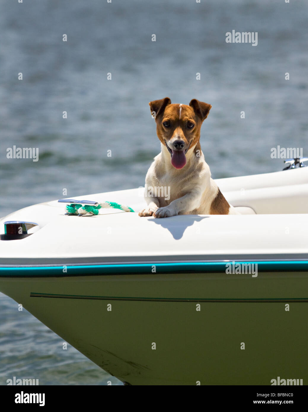 Un Jack Russell cane è in sella a prua di una barca di sci. Foto Stock