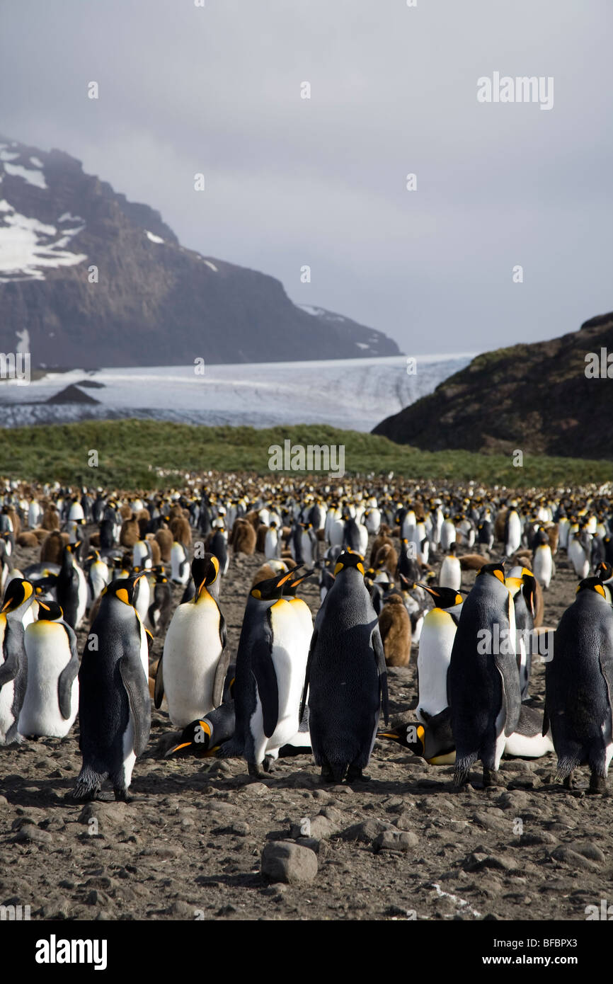 Re pinguini di fronte del ghiacciaio di Lucas, Salisbury Plain, Isola Georgia del Sud Foto Stock