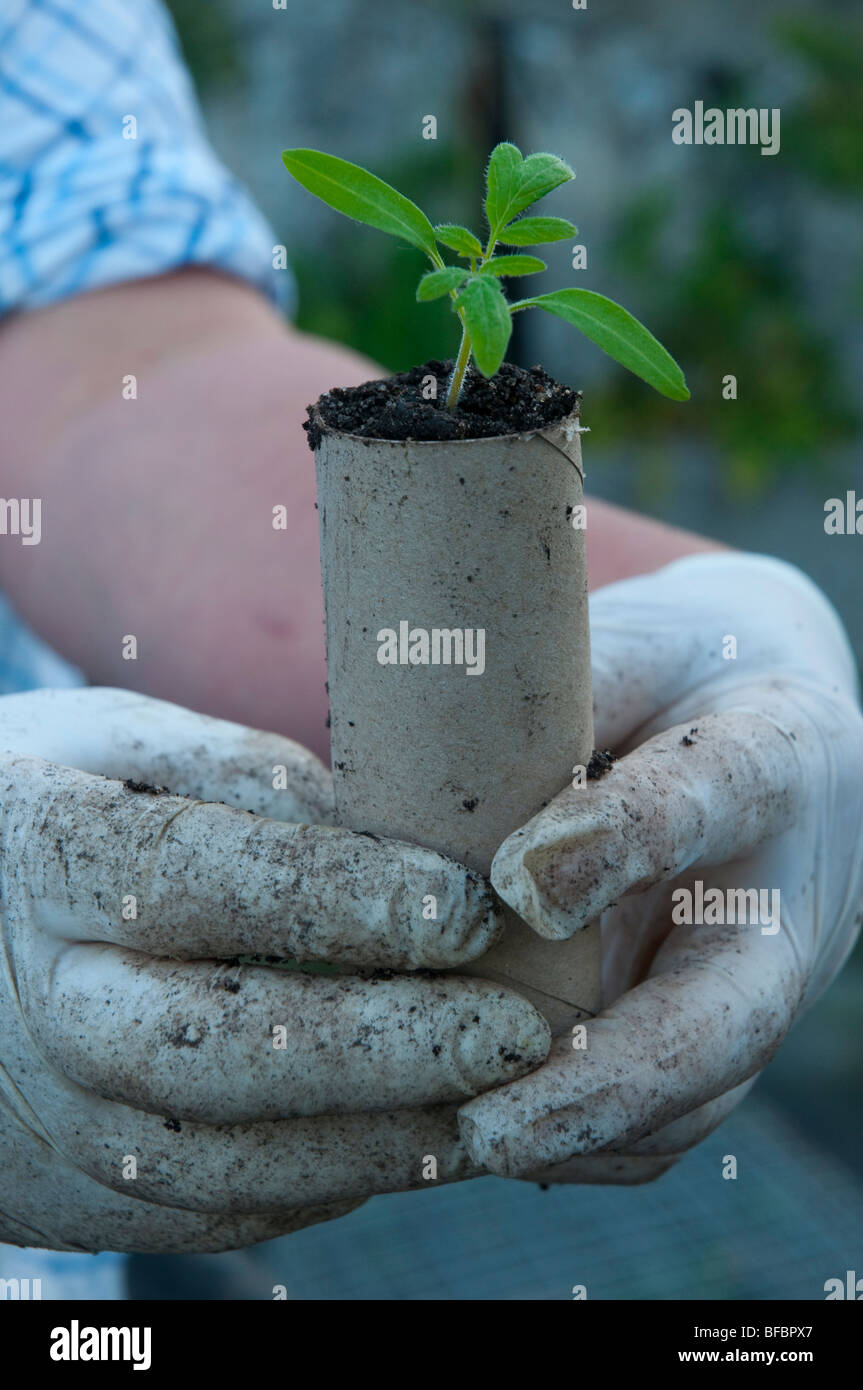 Piantine di pomodoro piantate e coltivate in cartone riciclato wc tubo del rullo Foto Stock