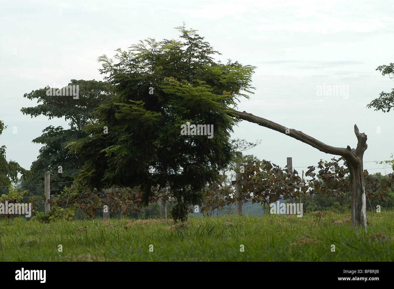 Struttura piegata nel campo. São Paulo, Brasile, 23/02/2009 alle 08:19am on sabato. Foto Stock