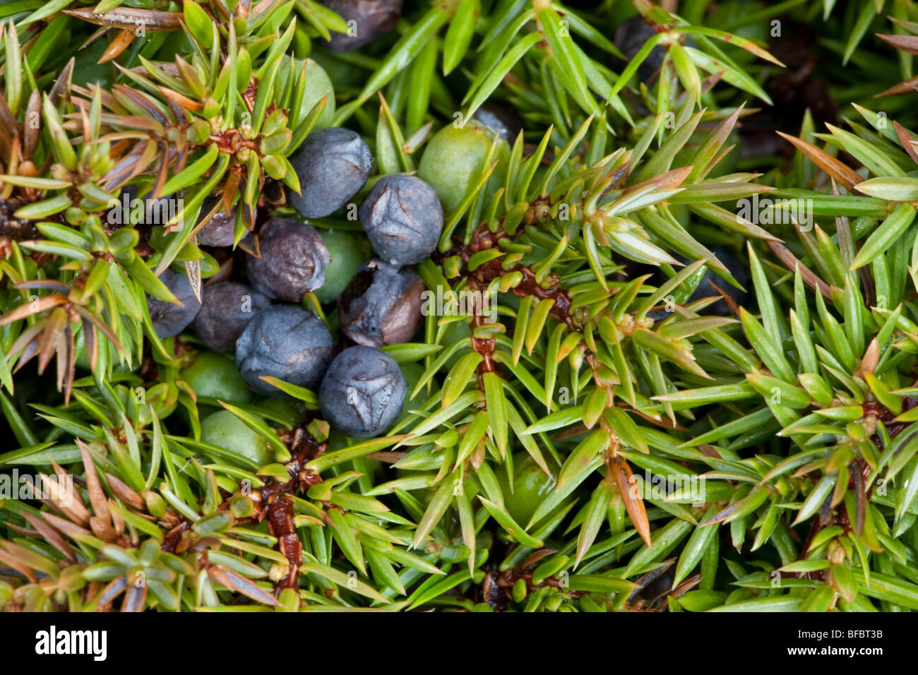 Comune di bacche di ginepro, Juniperus communis Foto Stock