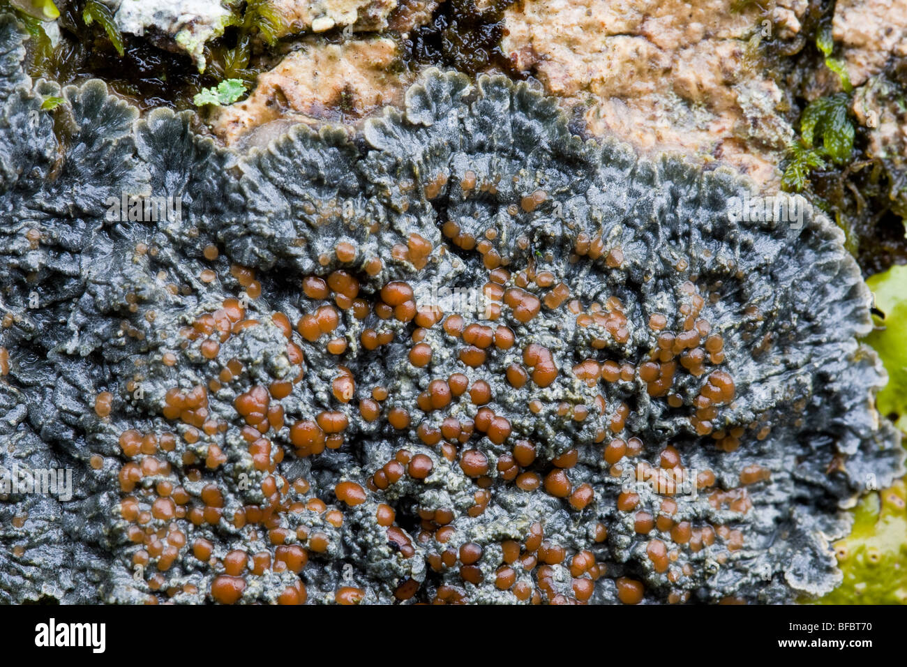 Prugna a frutto grosso feltro Lichen, Degelia plumbea Foto stock - Alamy