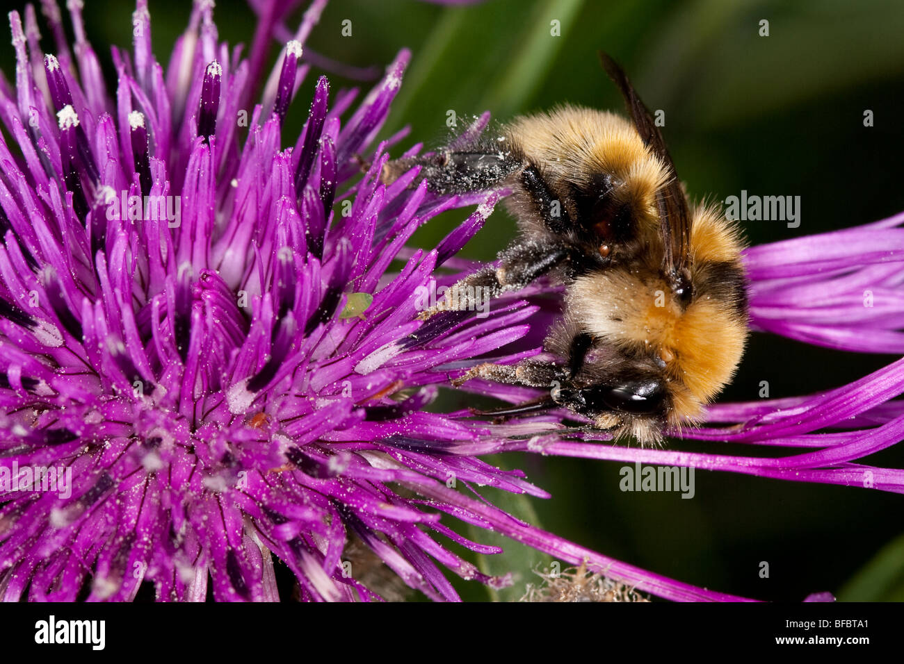 Grande giallo Bumblebee, Bombus distinguendus Foto Stock