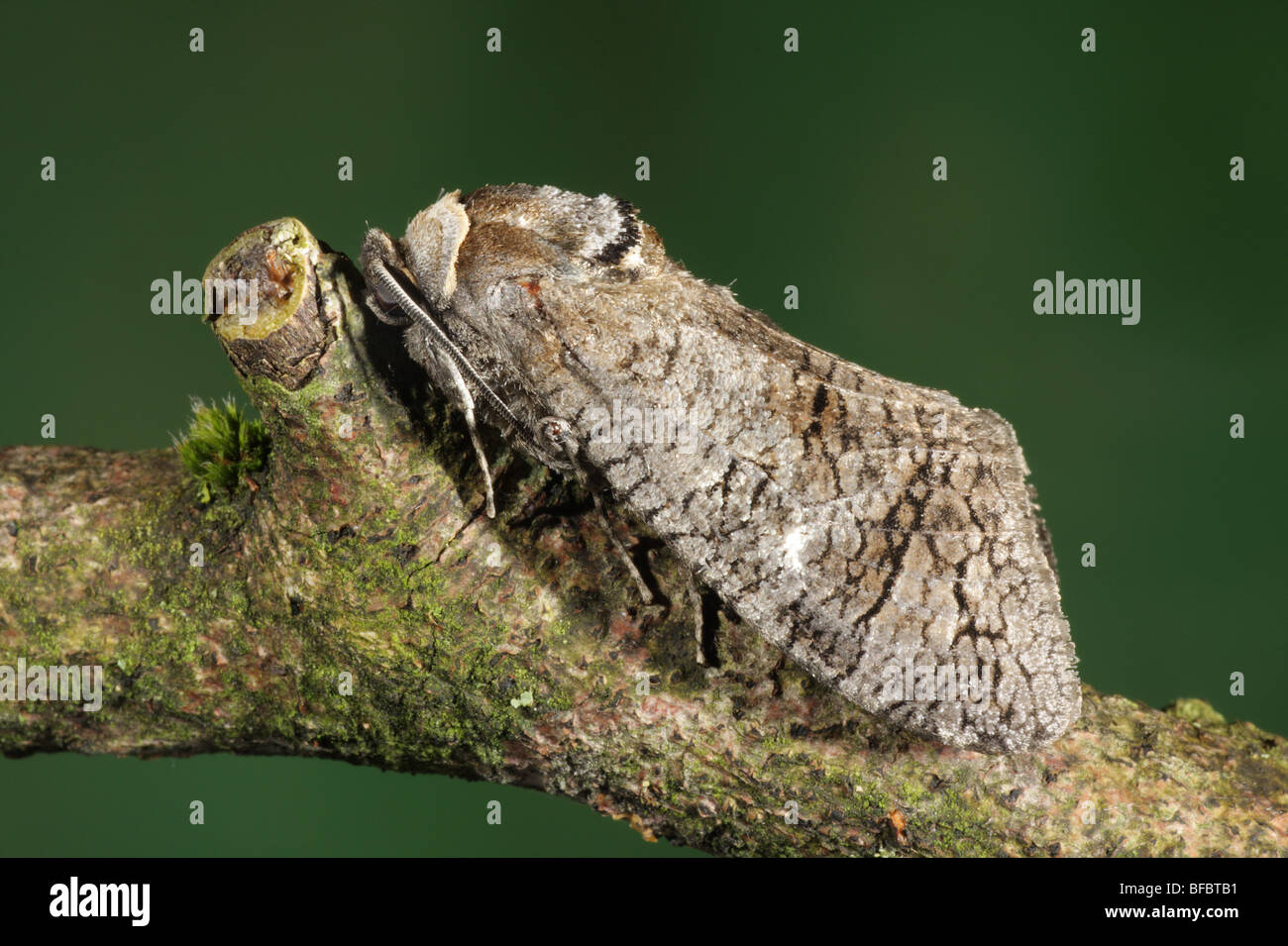 Falena capra - Cossus cossus Foto Stock