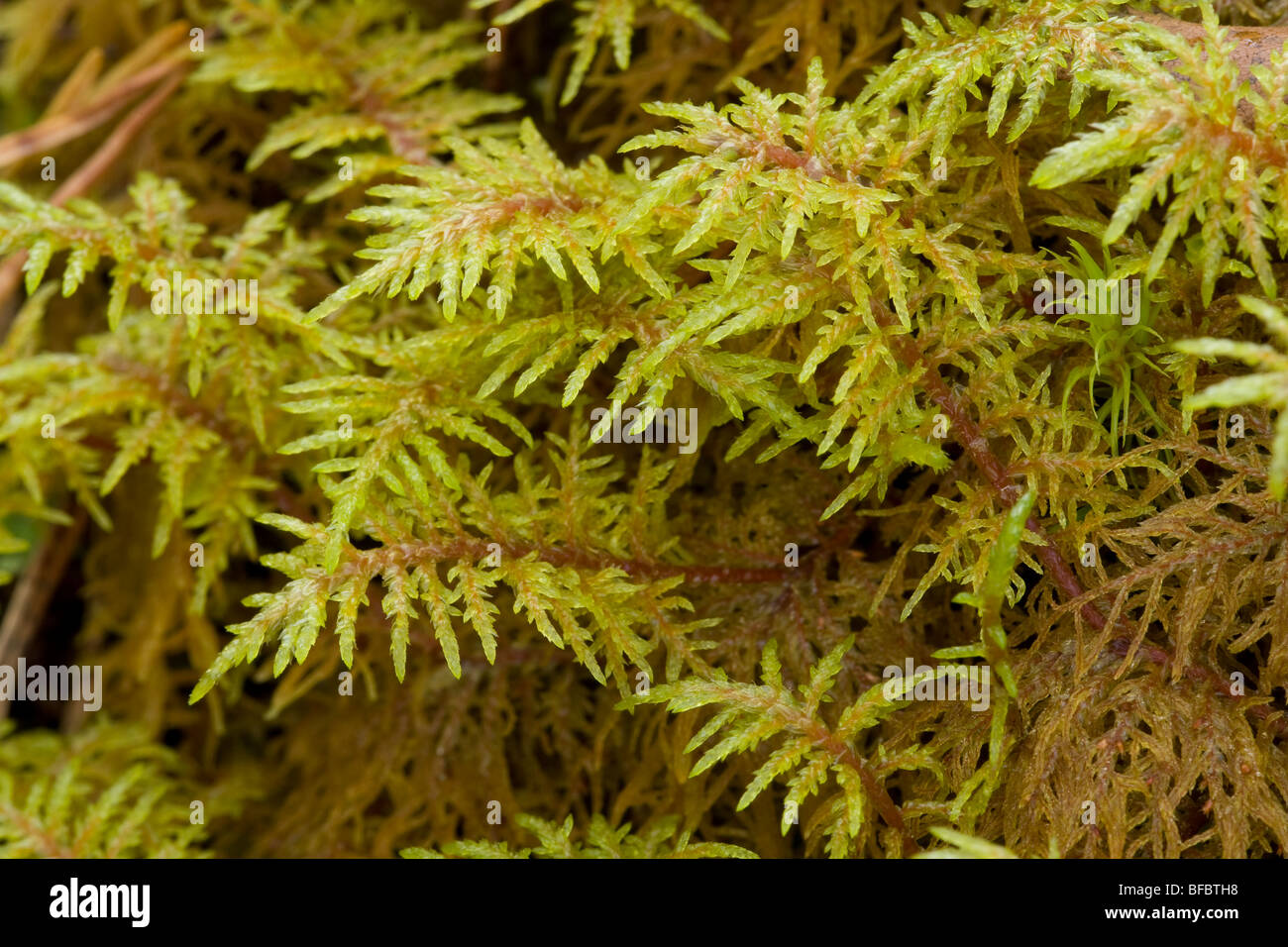 Legno scintillante moss Hylocomium splendens Foto Stock