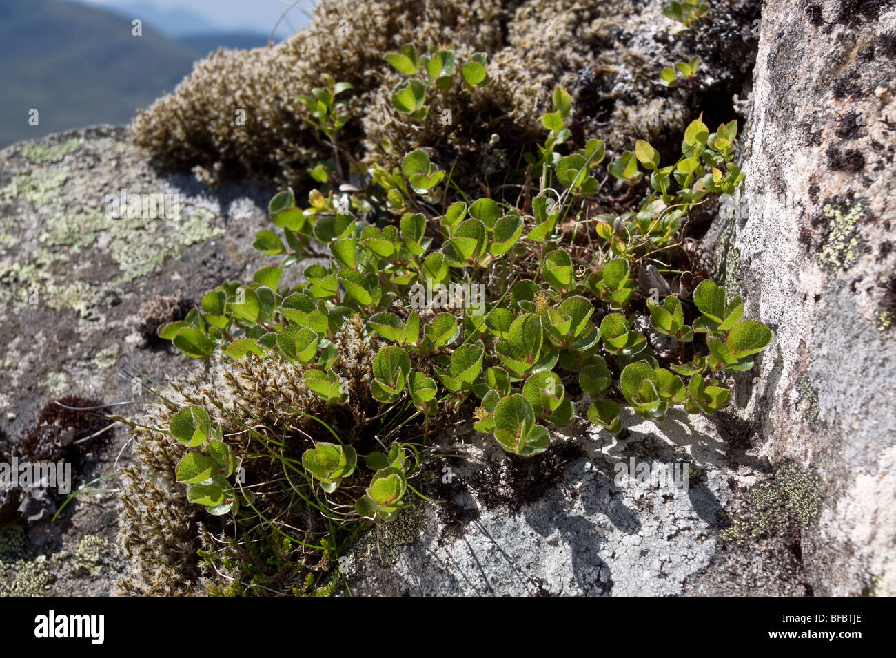 Almeno Willow Mountain, Salix herbacea Foto Stock