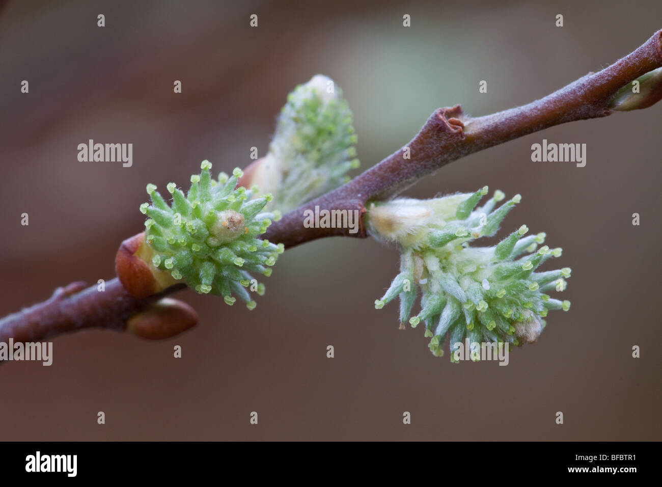 Eared Willow Salix aurita, femmina amenti Foto Stock