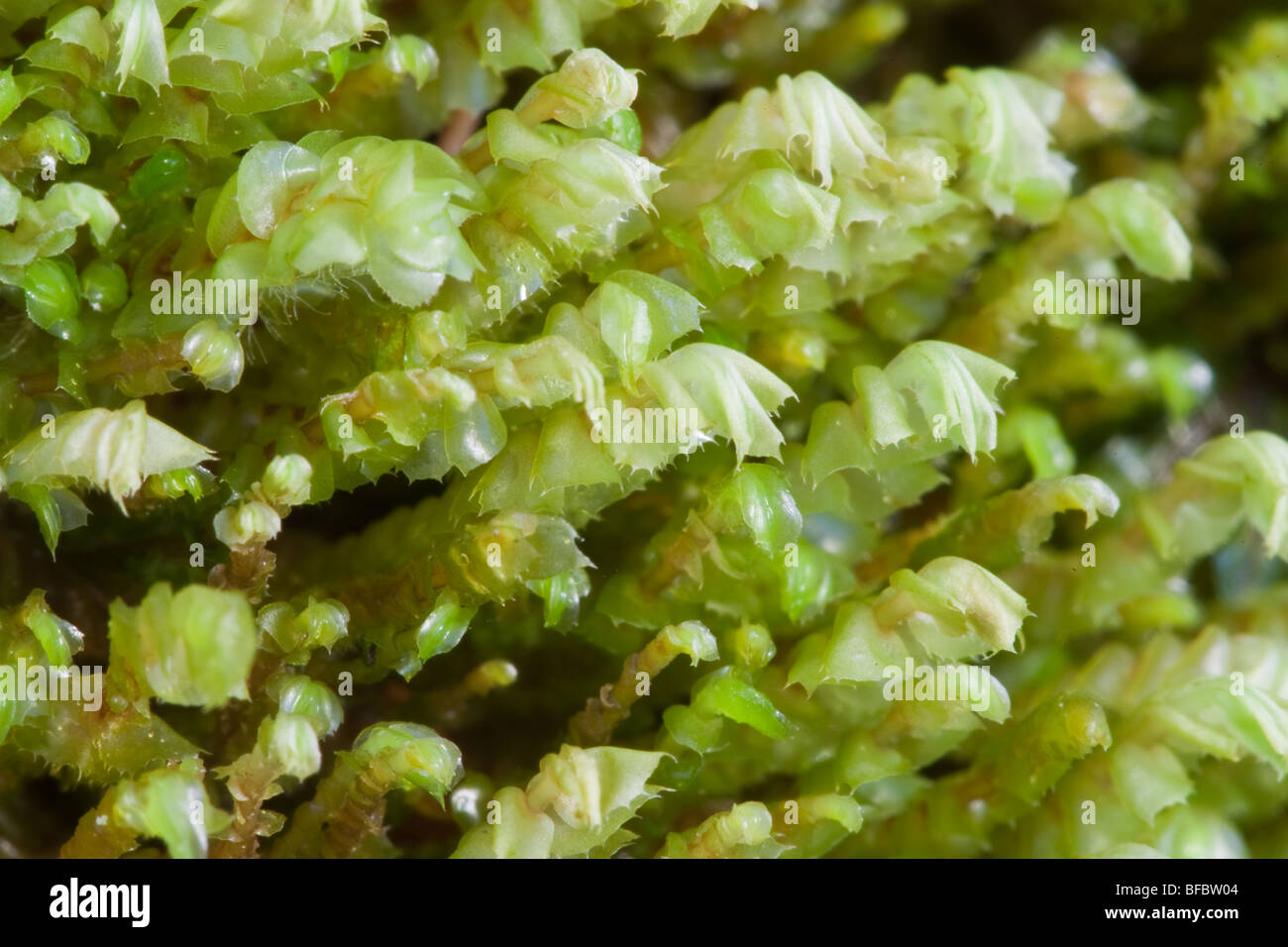 Macchie Featherwort, Plagiochyla punctata Foto Stock
