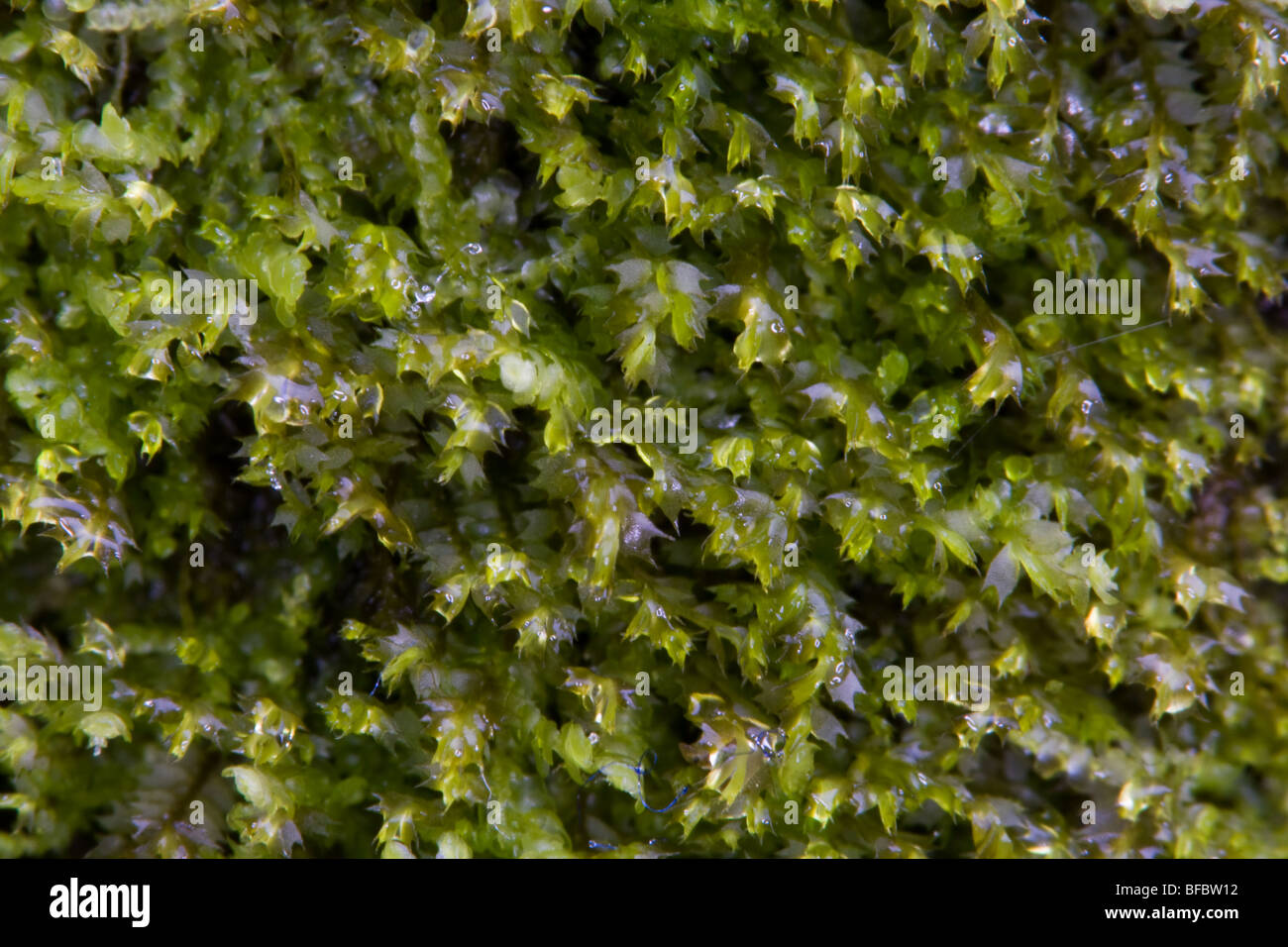 Macchie Featherwort, Plagiochyla punctata Foto Stock