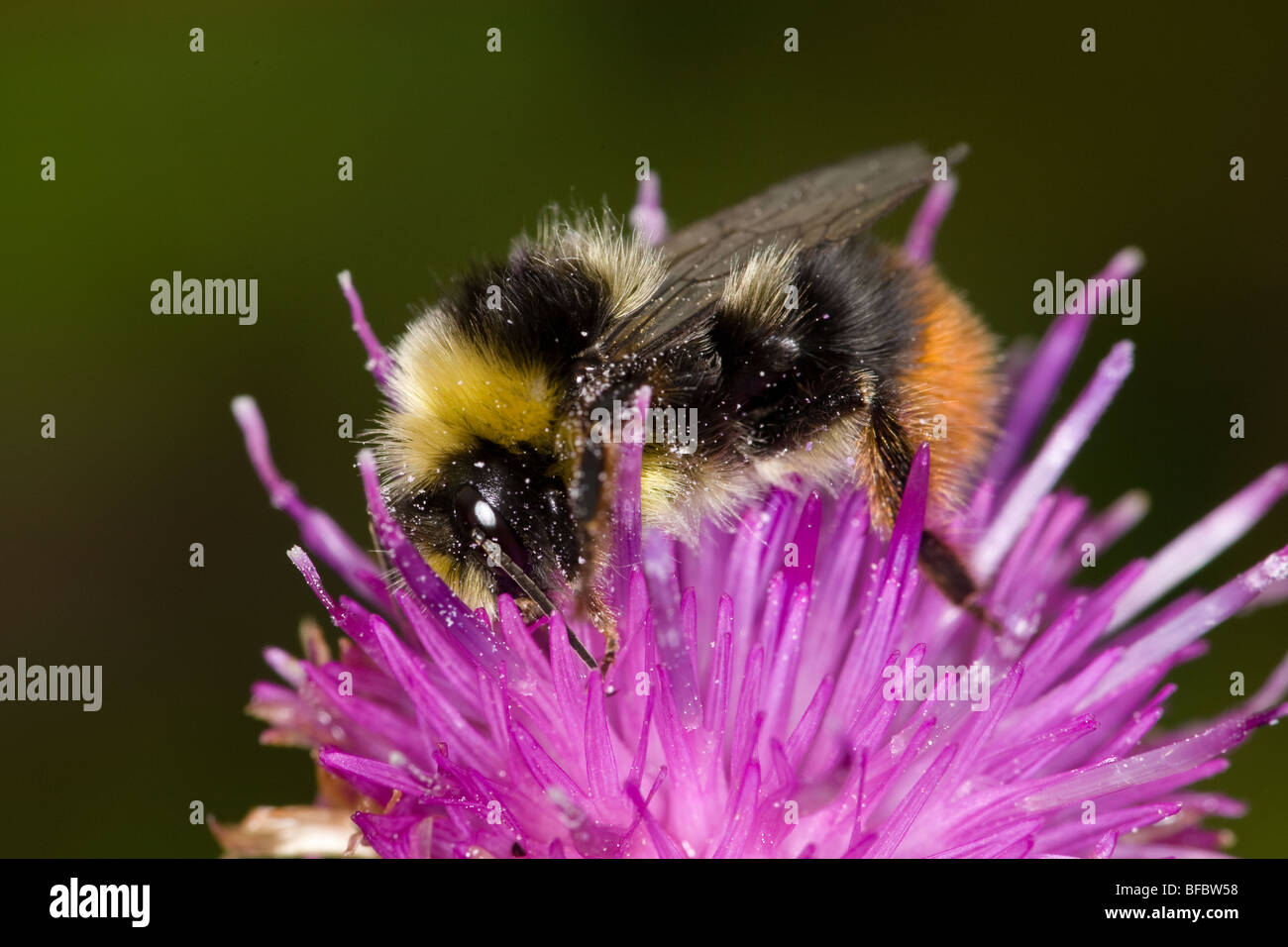 Red-tailed Bumblebee, Bombus lapidarius Foto Stock