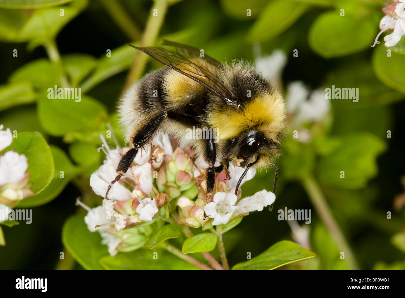 White-tailed Bumblebee, Bombus lucorum, maschio Foto Stock