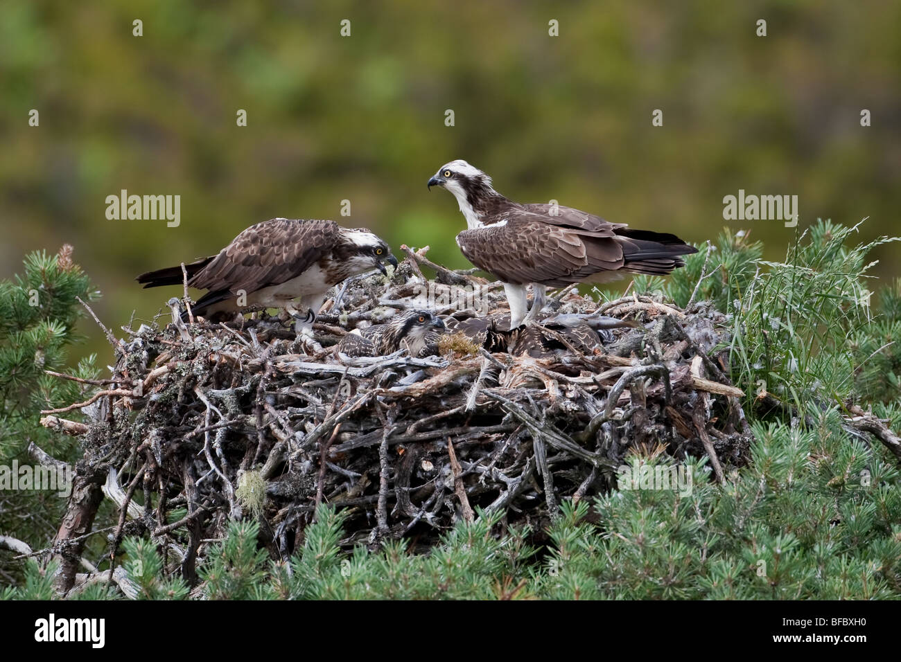 Osprey, Pandion haliaetus, coppia al nido con i giovani Foto Stock