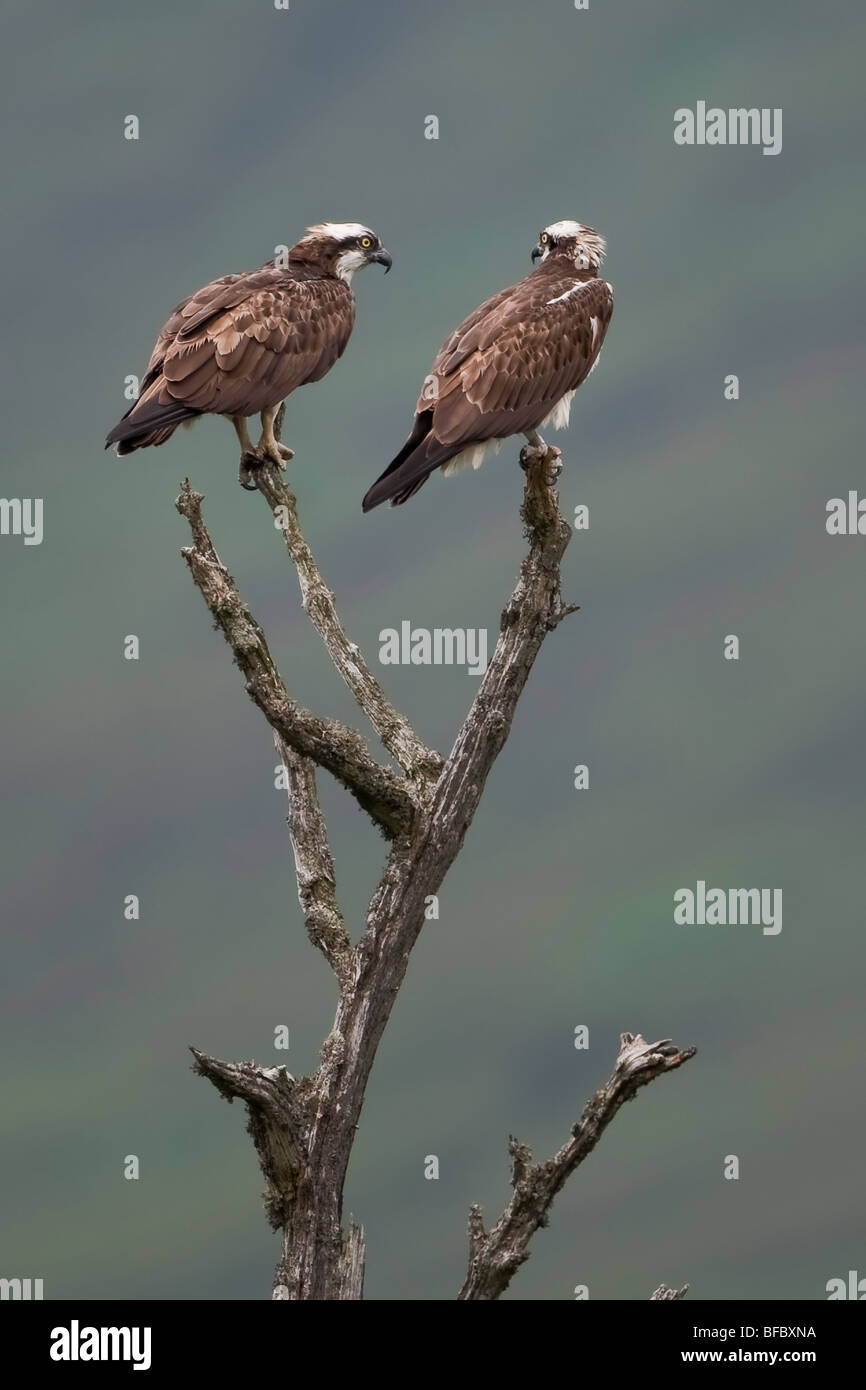 Osprey coppia, Pandion haliaetus, Foto Stock