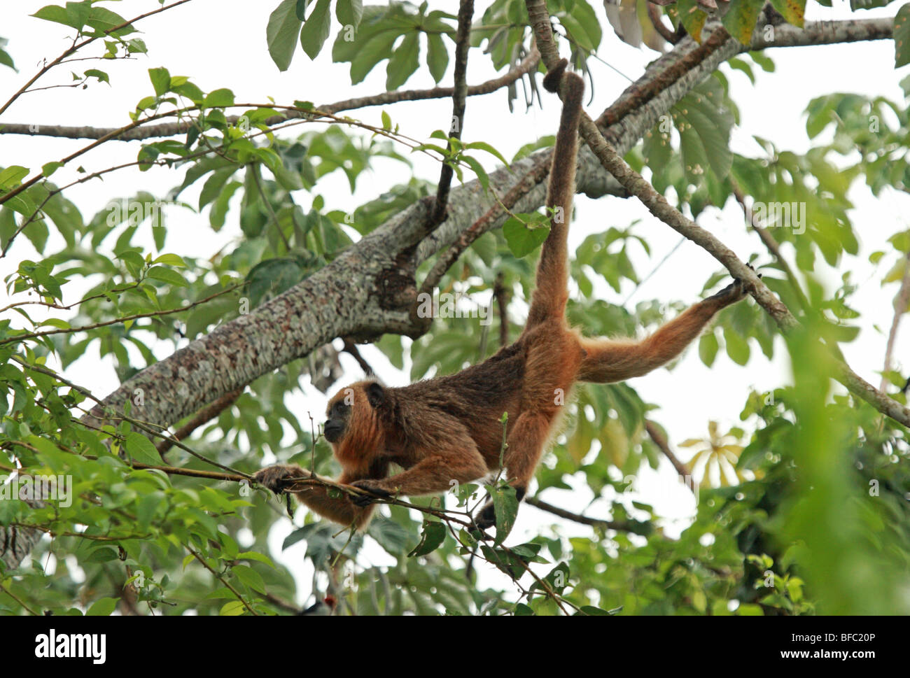 Femmina nera scimmia urlatrice Alouatta caraya tra le cime degli alberi nel Pantanal Brasil Foto Stock