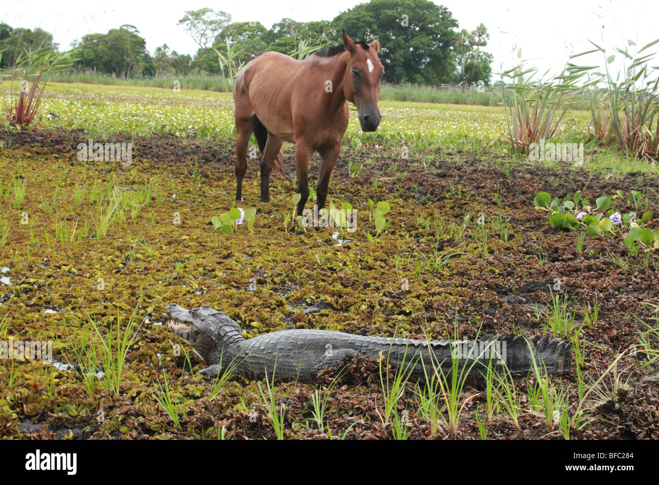 Malati cavallo incontro un caimano spectacled crocodilus Caimano Pantanal in Brasile Foto Stock