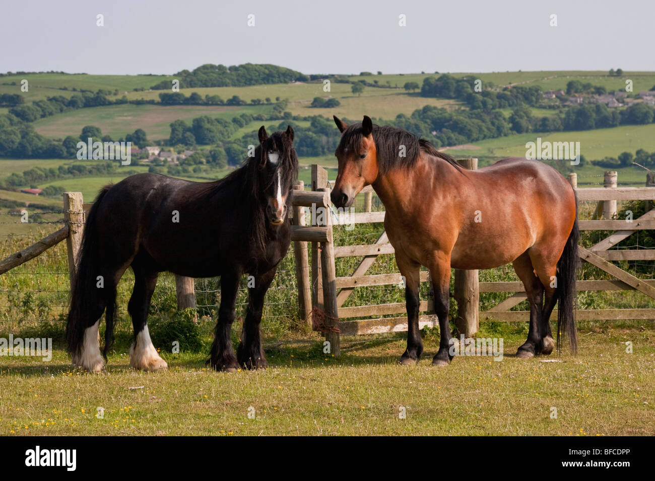 Due cavalli nel Dorset, Inghilterra Foto Stock