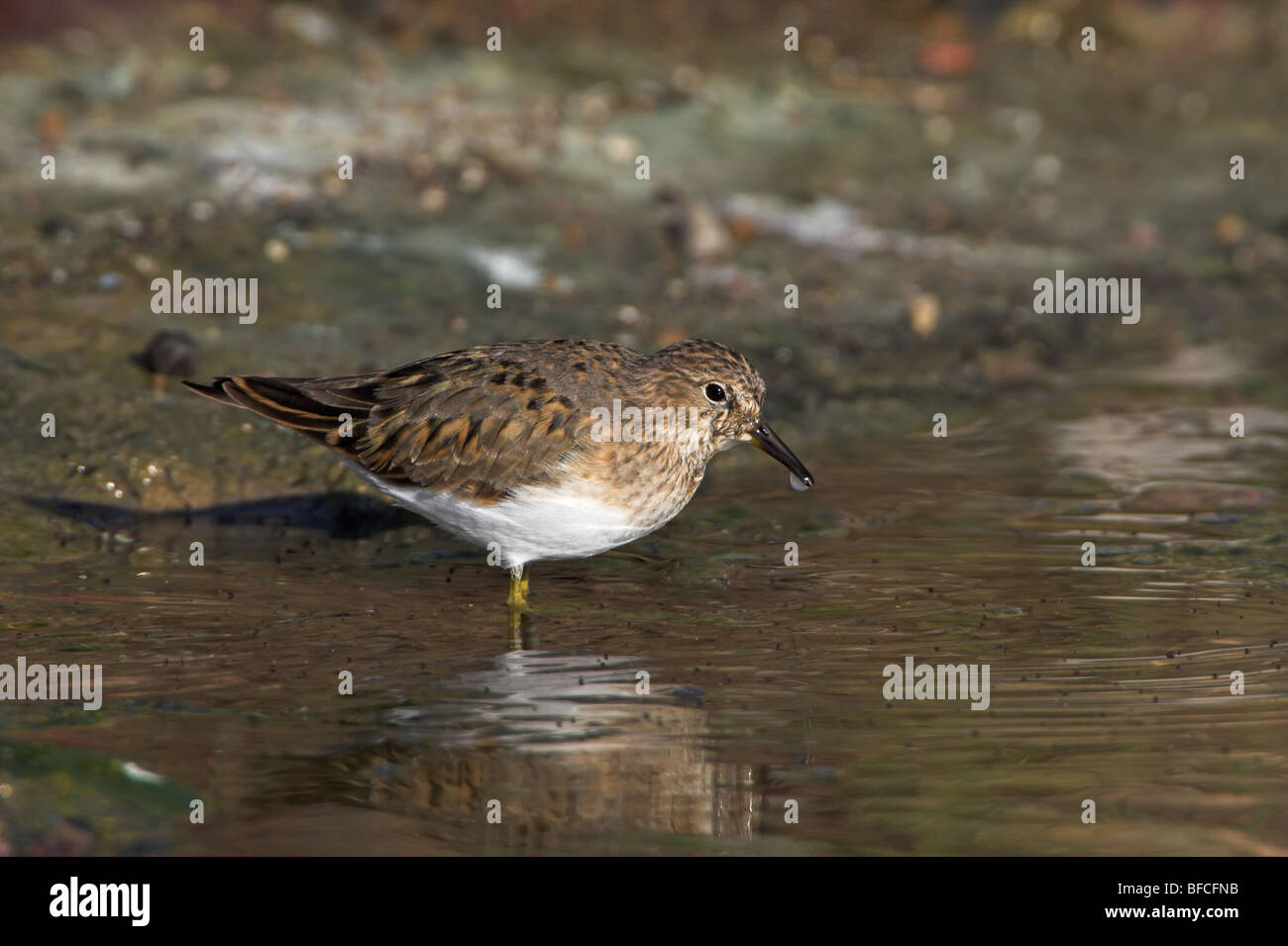 Di Temminck Stint Calidris temminckii Foto Stock