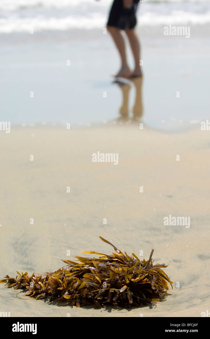 Le alghe sulla spiaggia, sfocata la figura di una persona per le gambe camminando da. Il fuoco è sulle alghe nel contesto delle persone che camminano da. Foto Stock