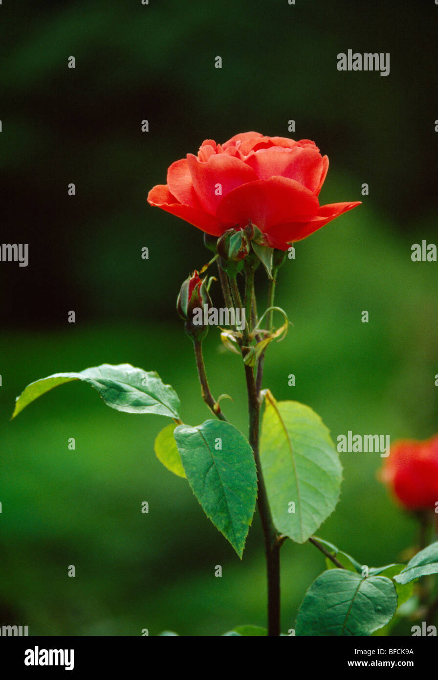 Close-up di un singolo fiore di una rosa rossa. Foto Stock