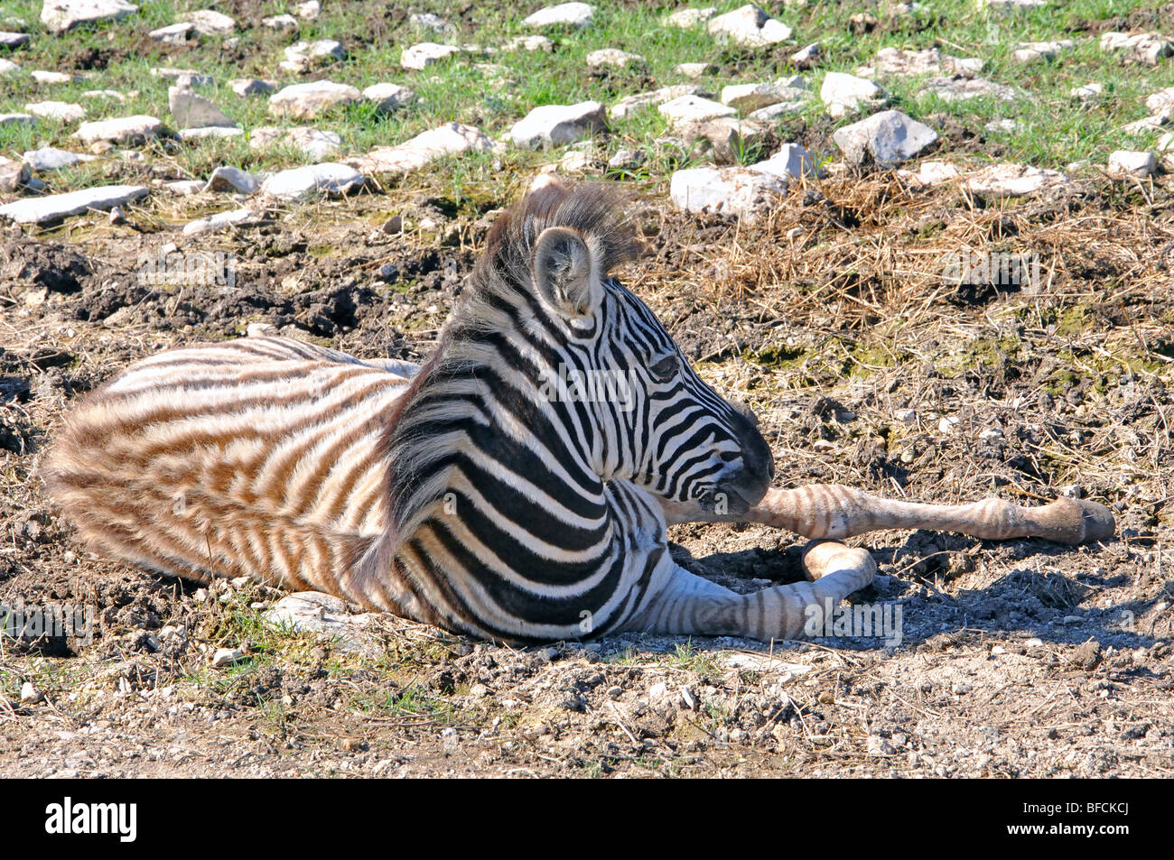 Damaraland Zebra (Equus burchelli antiquorum) Foto Stock