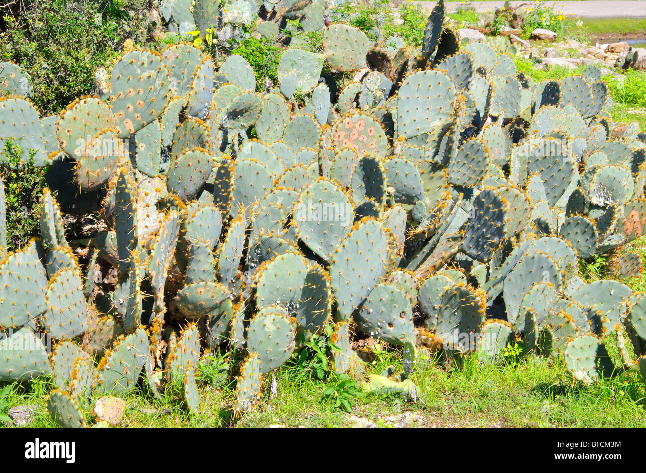 L' Opuntia - ficodindia cactus Foto Stock