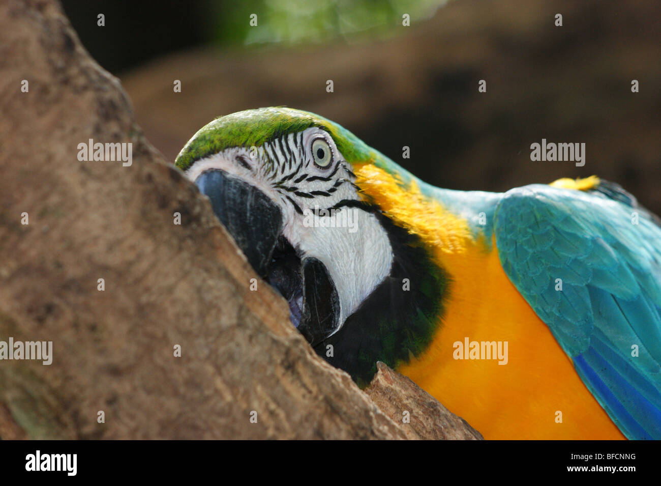 Blu e Giallo macaw Foto Stock