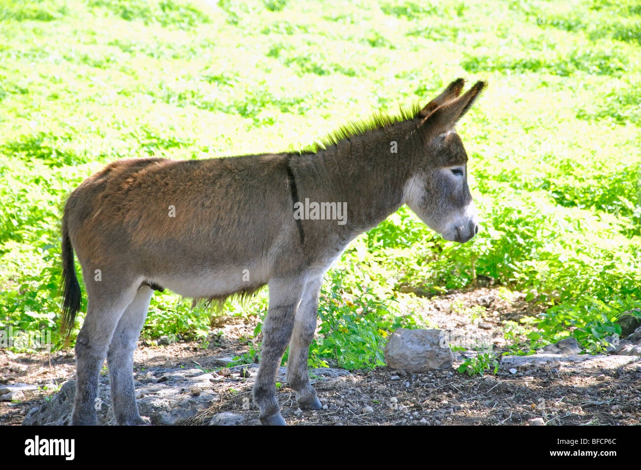 Asino (Equus Asinus) Foto Stock