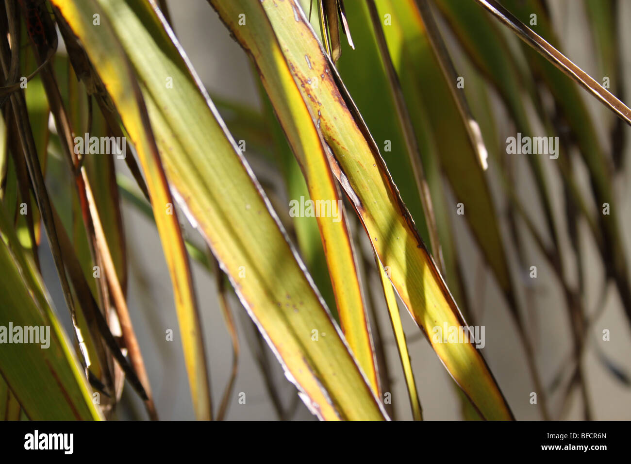 Sun-lit fronde di palma, Languedoc, Francia Foto Stock