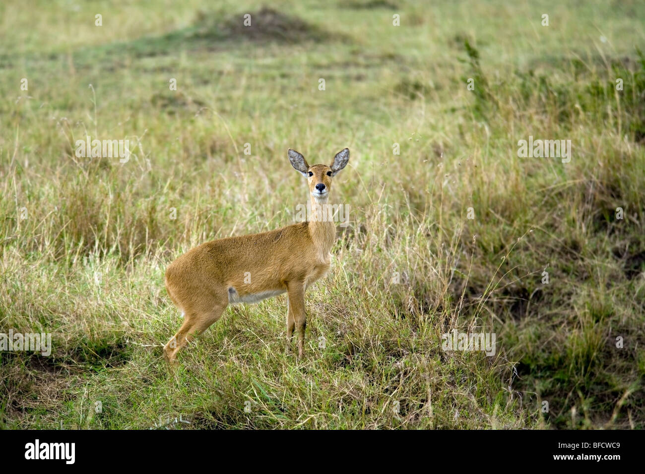 Reedbuck - Masai Mara riserva nazionale, Kenya Foto Stock