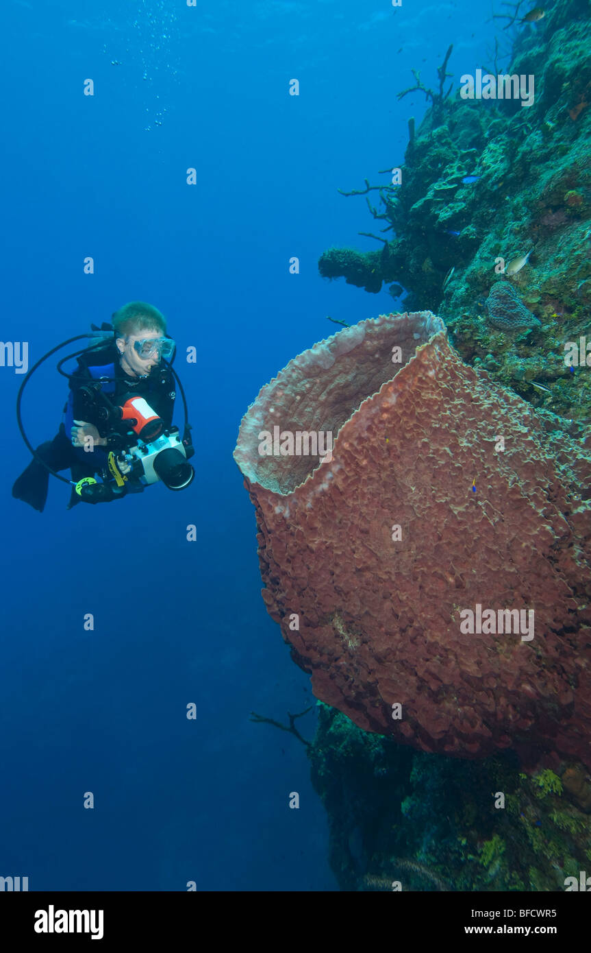 Una femmina di fotografo subacqueo con una gigantesca spugna canna sulla parete in Little Cayman. Foto Stock