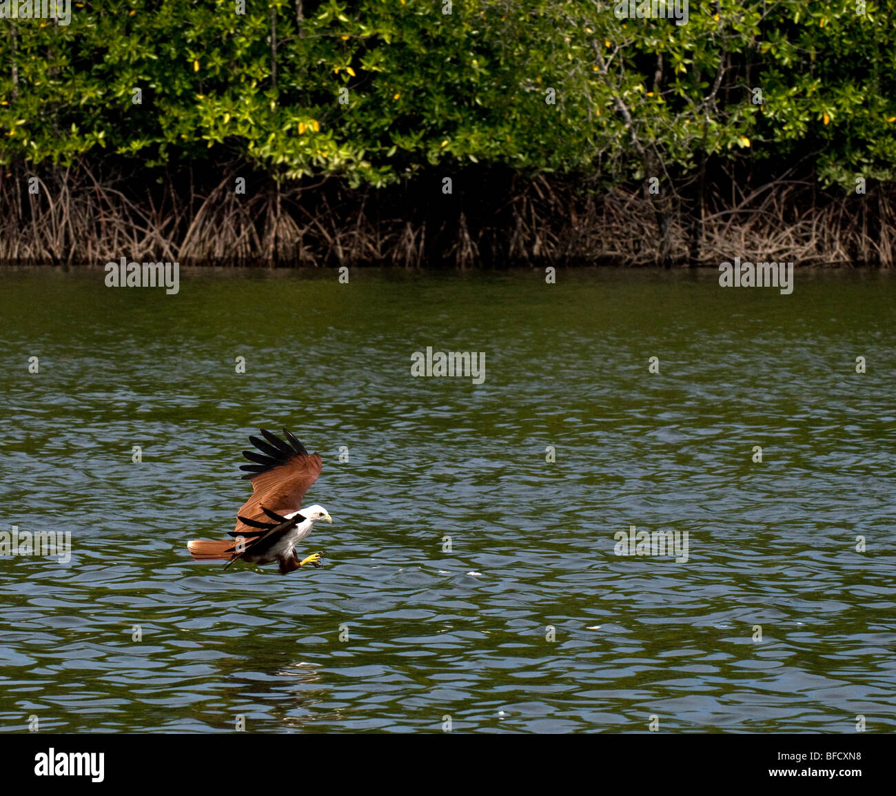 Un Brahminy Kite alimentando il Geoforest Kilim di Langkawi in Malaysia. Foto Stock